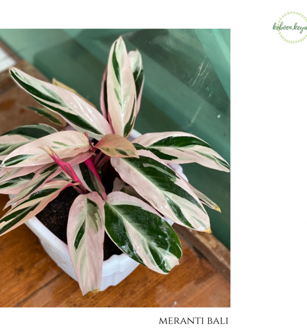 Calathea Meranti Bali