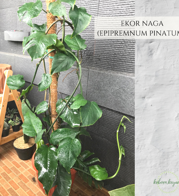 Ekor Naga (Epipremnum pinnatum)