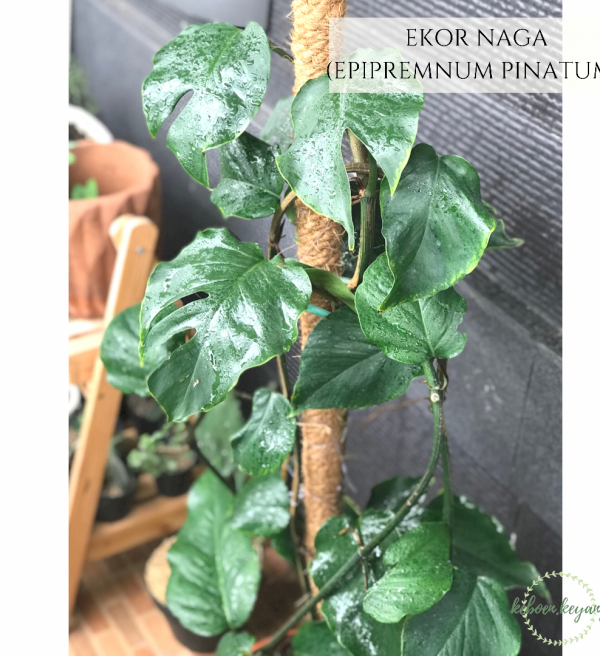 Ekor Naga (Epipremnum pinnatum)