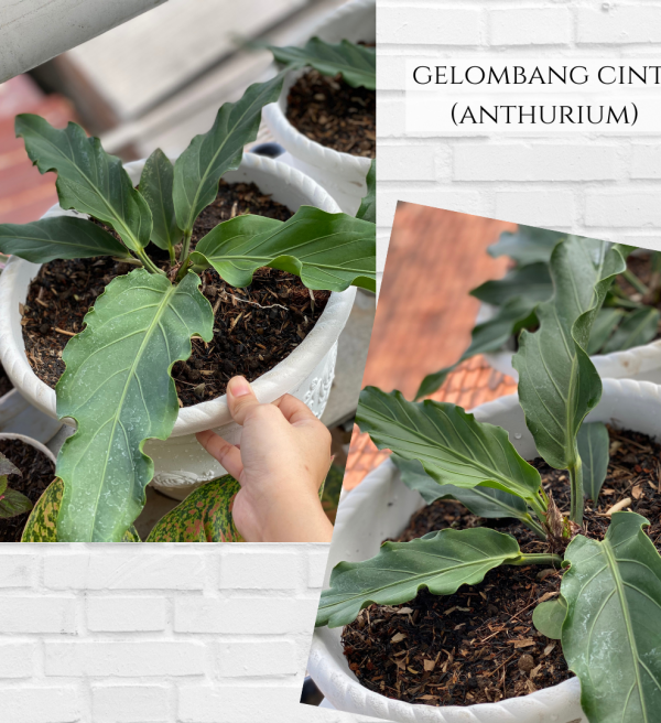 Gelombang cinta (Anthurium)