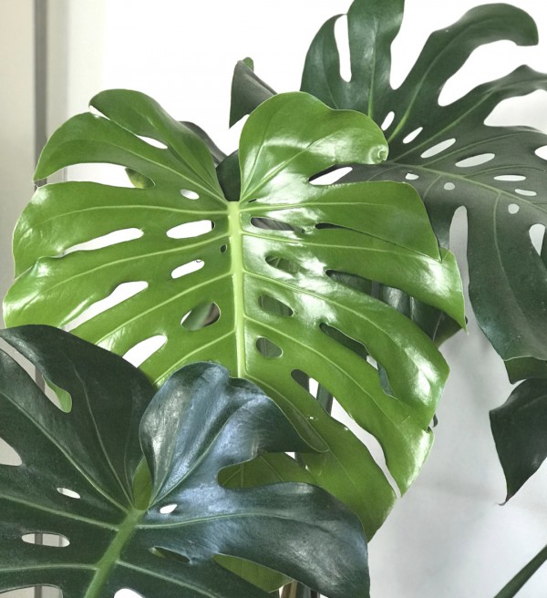 Monstera King