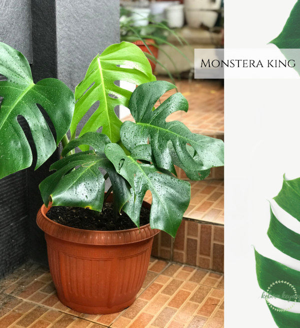 Monstera King