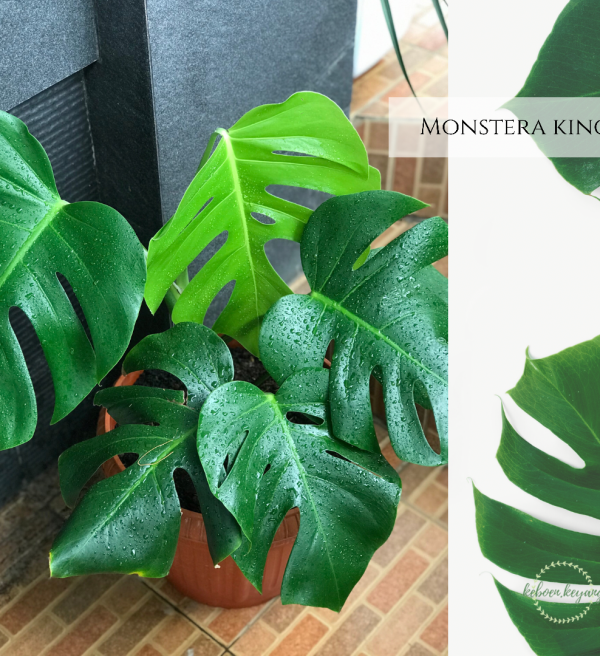Monstera King