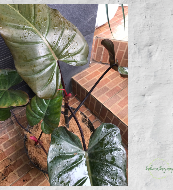 Philodenderon Black Majesty