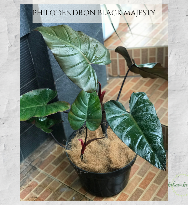 Philodenderon Black Majesty
