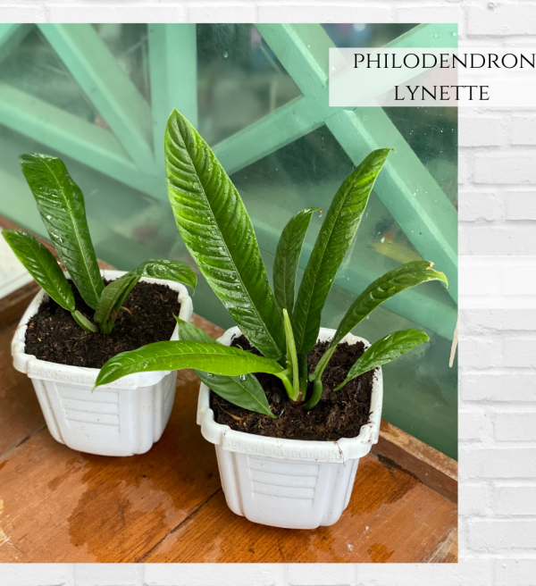 Philodendron Lynette
