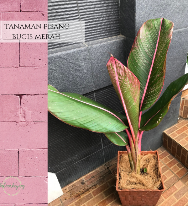 Tanaman Pisang Bugis Merah