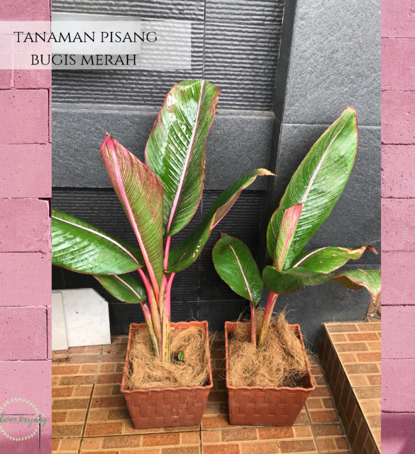 Tanaman Pisang Bugis Merah