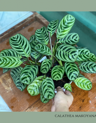 Calathea Makoyana