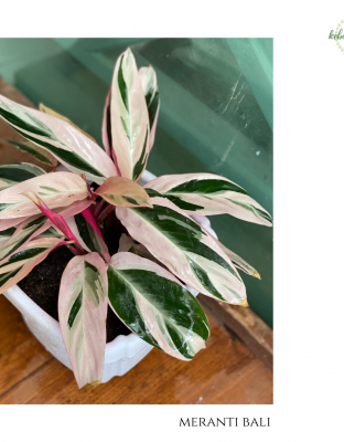 Calathea Meranti Bali