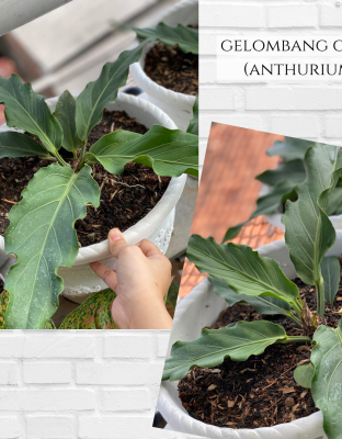 Gelombang cinta (Anthurium)