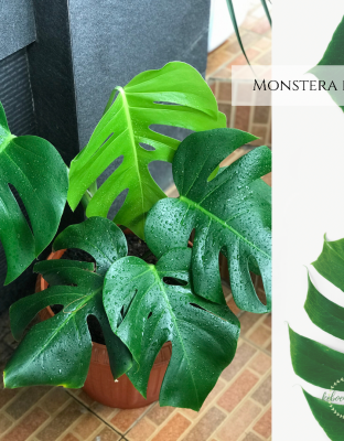 Monstera King