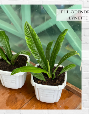 Philodendron Lynette