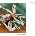 Calathea Meranti Bali