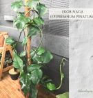 Ekor Naga (Epipremnum pinnatum)