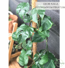 Ekor Naga (Epipremnum pinnatum)