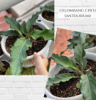 Gelombang cinta (Anthurium)