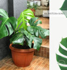 Monstera King