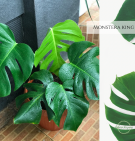 Monstera King