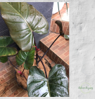 Philodenderon Black Majesty