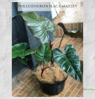 Philodenderon Black Majesty