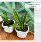 Philodendron Lynette