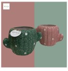 Pot Kaktus Polka