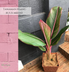 Tanaman Pisang Bugis Merah