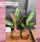 Tanaman Pisang Bugis Merah